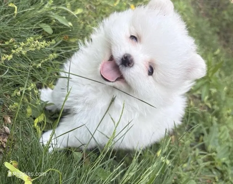 Hoops – Pomeranian puppy for sale in Seekonk, MA