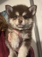 Hershey, a male Pomsky for sale in Seekonk, MA – 7 of 10