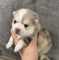 Daks Merle- Mini/ Toy, a male Pomsky for sale in Seekonk, MA – Photo 8 of 9