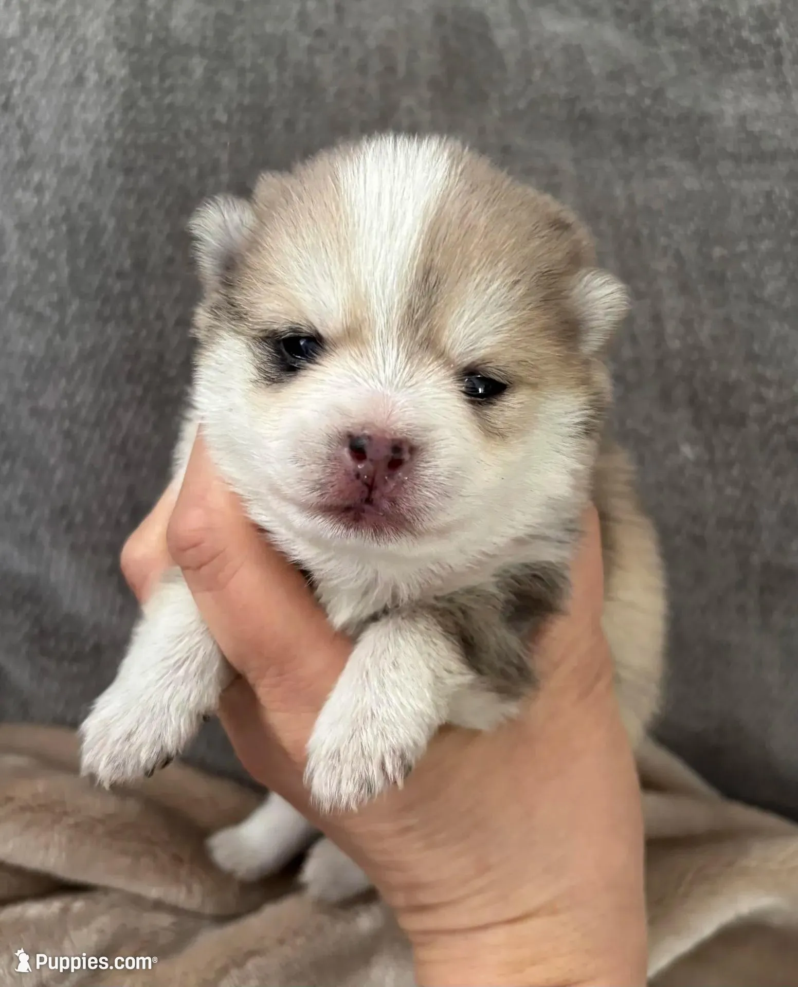 Daks Merle – Pomsky puppy for sale in Seekonk, MA