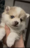 Daks Merle- Mini/ Toy, a male Pomsky for sale in Seekonk, MA – Photo 5 of 9