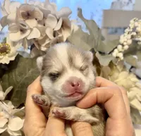 Daks Merle, a male Pomsky for sale in Seekonk, MA – Photo 2 of 7