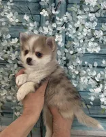Daks Merle- Mini/ Toy, a male Pomsky for sale in Seekonk, MA – Photo 9 of 9