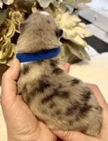 Daks Merle, a male Pomsky for sale in Seekonk, MA – Photo 4 of 7