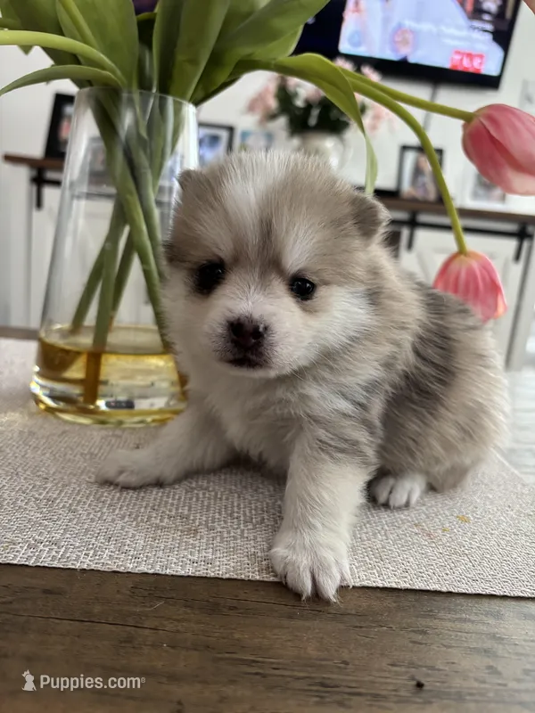 Daks Merle – Pomsky puppy for sale in Seekonk, MA