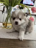 Daks Merle- Mini/ Toy, a male Pomsky for sale in Seekonk, MA – Photo 1 of 9