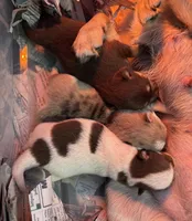 Daks Merle, a male Pomsky for sale in Seekonk, MA – Photo 7 of 7