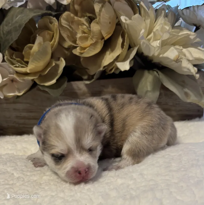 Daks Merle – Pomsky puppy for sale in Seekonk, MA
