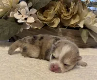 Daks Merle, a male Pomsky for sale in Seekonk, MA – Photo 3 of 7