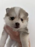 Daks Merle- Mini/ Toy, a male Pomsky for sale in Seekonk, MA – Photo 7 of 9
