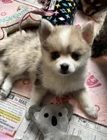 Daks Merle- Mini/ Toy, a male Pomsky for sale in Seekonk, MA – Photo 2 of 9