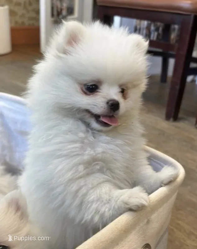 Rainbow – Pomeranian puppy for sale in Seekonk, MA