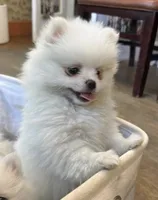 Rainbow, a female Pomeranian for sale in Seekonk, MA – 1 of 2