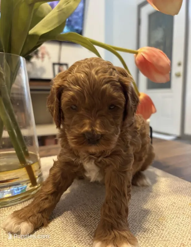 Daks Boy – Cavapoo puppy for sale in Seekonk, MA