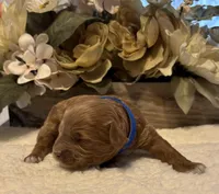 Daks Boy, a male Cavapoo for sale in Seekonk, MA – Photo 1 of 9