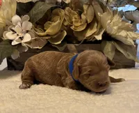 Daks Boy, a male Cavapoo for sale in Seekonk, MA – Photo 2 of 9