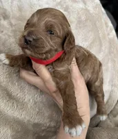 Daks Boy, a male Cavapoo for sale in Seekonk, MA – Photo 9 of 9