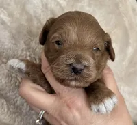 Daks Boy, a male Cavapoo for sale in Seekonk, MA – Photo 2 of 9