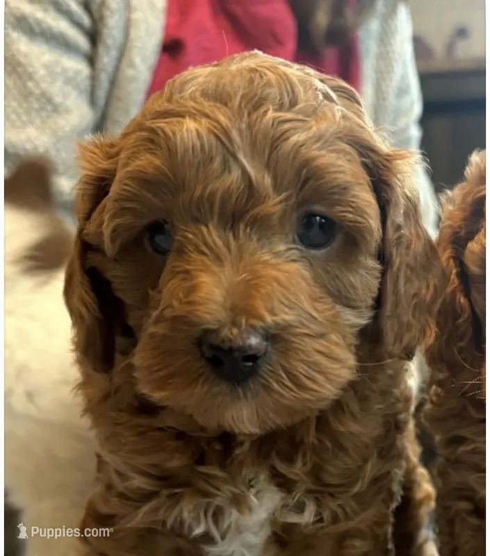 Daks Boy – Cavapoo puppy for sale in Seekonk, MA