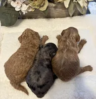 Daks Boy, a male Cavapoo for sale in Seekonk, MA – Photo 8 of 9