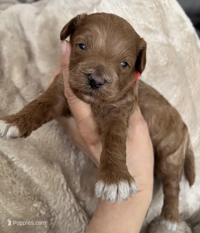 Daks Boy – Cavapoo puppy for sale in Seekonk, MA