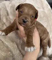 Daks Boy, a male Cavapoo for sale in Seekonk, MA – Photo 1 of 9