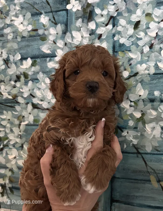 Daks Boy – Cavapoo puppy for sale in Seekonk, MA