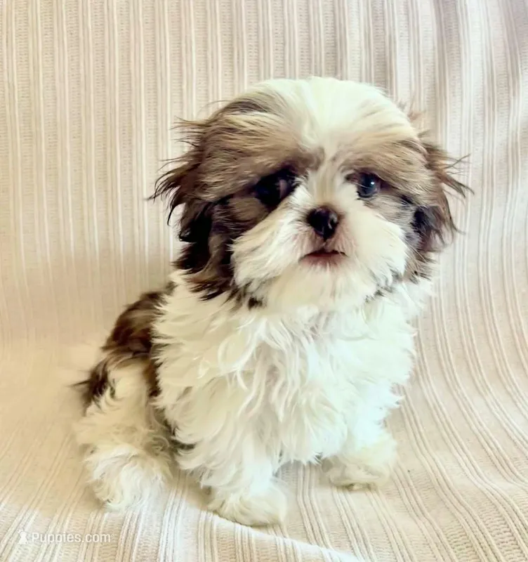 Ivy – Shih Tzu puppy for sale in Spokane, WA