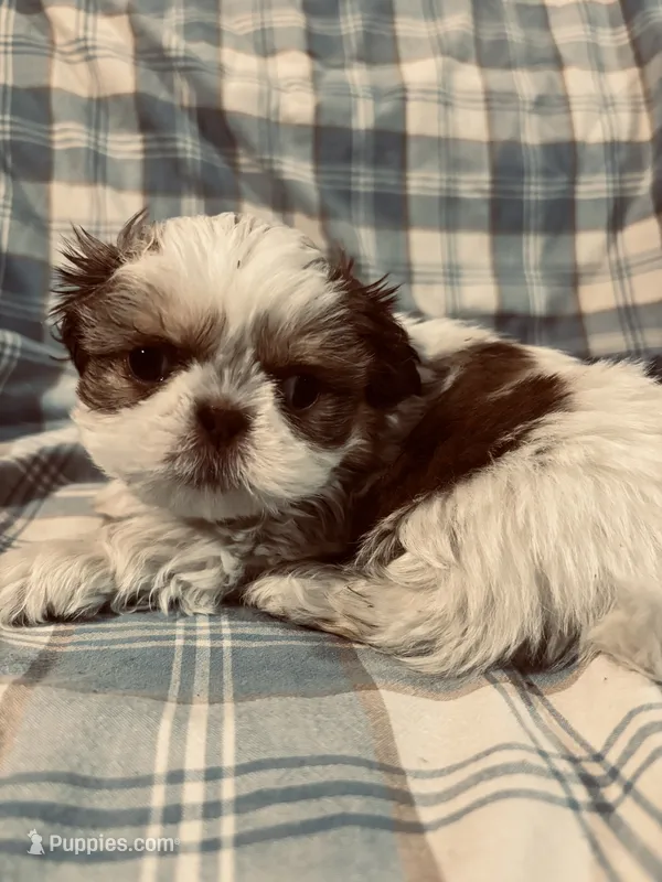 Ava – Shih Tzu puppy for sale in Spokane, WA