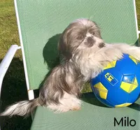 Jojo, a male Shih Tzu for sale in Spokane, WA – Photo 2 of 2