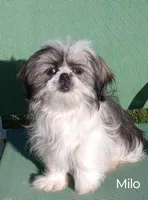 Jojo, a male Shih Tzu for sale in Spokane, WA – Photo 1 of 2