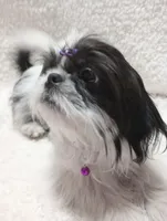 Zoe, a female Shih Tzu for sale in Spokane, WA – Photo 6 of 6