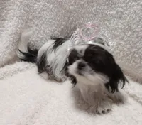 Zoe, a female Shih Tzu for sale in Spokane, WA – Photo 2 of 6