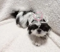 Zoe, a female Shih Tzu for sale in Spokane, WA – Photo 3 of 6