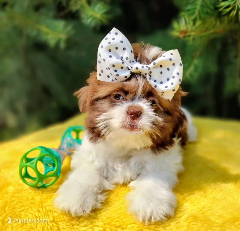 Sia – Shih Tzu puppy for sale in Spokane, WA