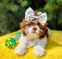 Sia, a female Shih Tzu for sale in Spokane, WA – 1 of 2