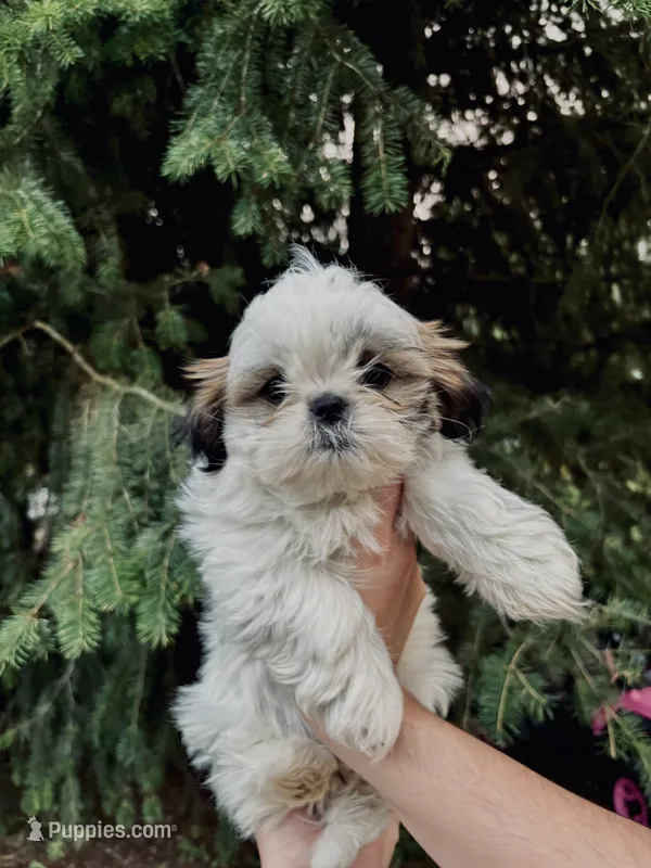 Molly – Shih Tzu puppy for sale in Spokane, WA