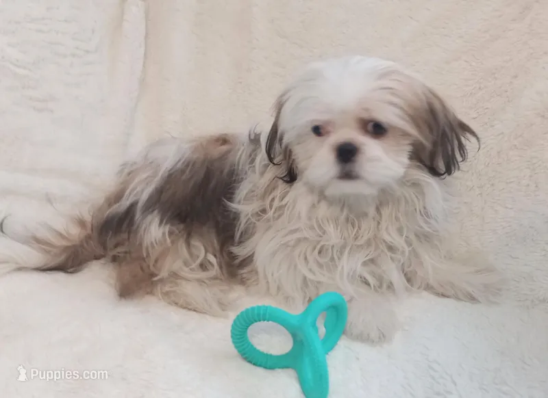 Epson  – Shih Tzu puppy for sale in Spokane, WA