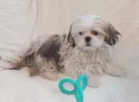 Cody, a male Shih Tzu for sale in Spokane, WA – 1 of 1