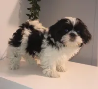 Lola, a female Shih Tzu for sale in Spokane, WA – Photo 3 of 3