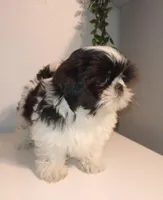 Lola, a female Shih Tzu for sale in Spokane, WA – Photo 2 of 3