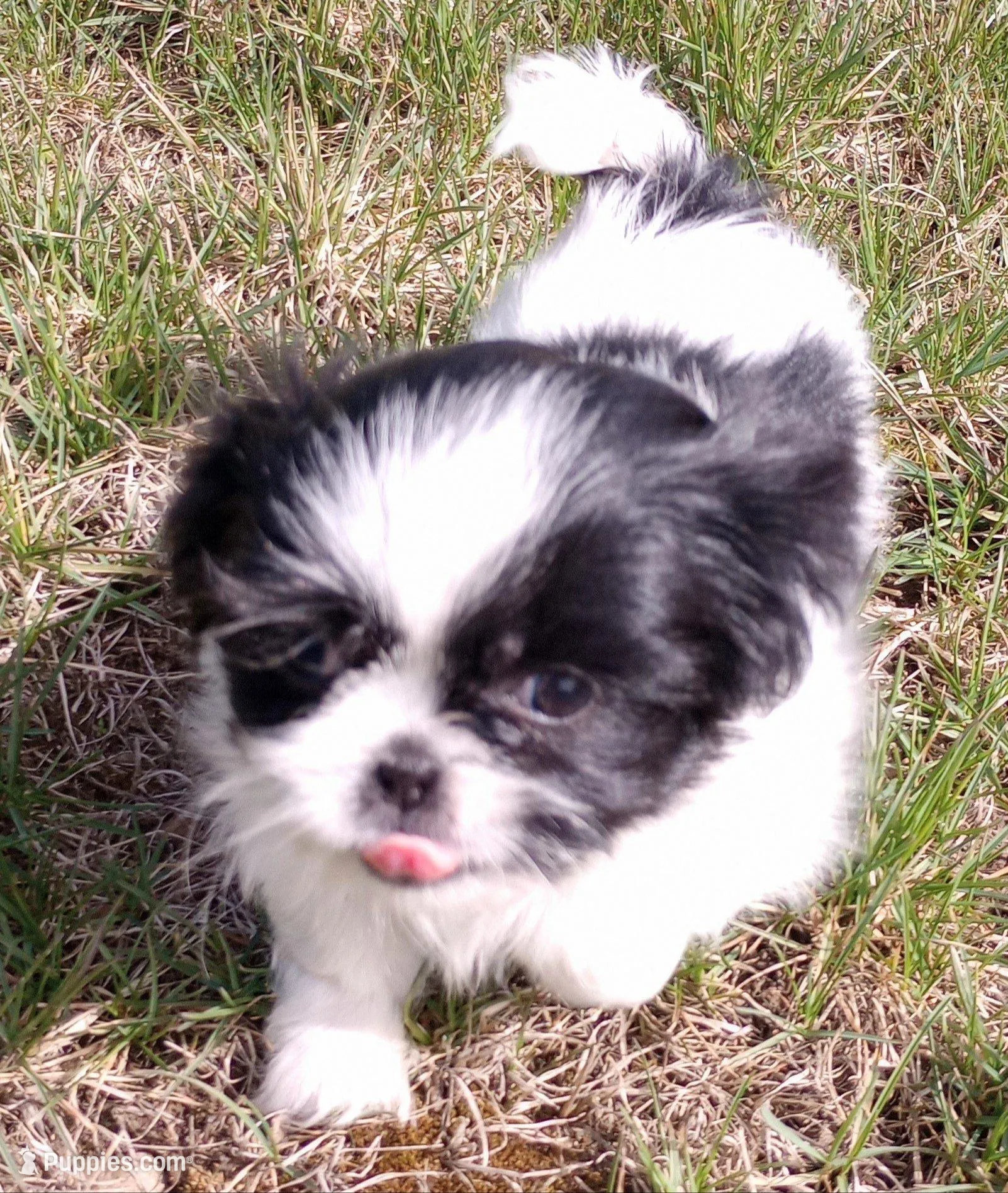 Boba, a male Shih Tzu for sale in Spokane, WA – Photo 3 of 3