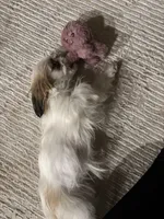 Molly, a female Shih Tzu for sale in Spokane, WA – 2 of 2