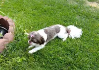 Luna, a female Shih Tzu for sale in Spokane, WA – Photo 2 of 2