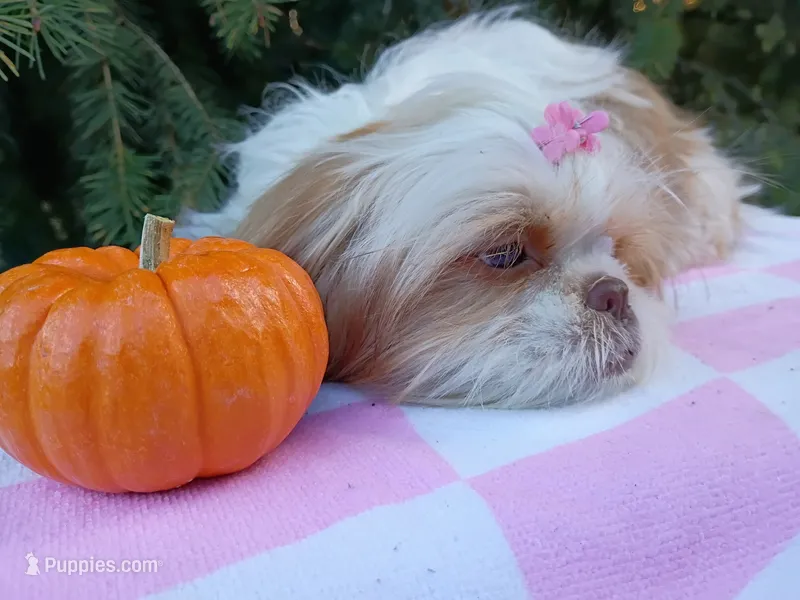 Lily – Shih Tzu puppy for sale in Spokane, WA