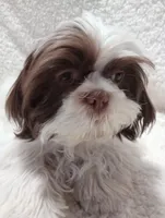 Zack, a male Shih Tzu for sale in Spokane, WA – Photo 2 of 4