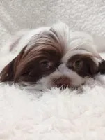 Zack, a male Shih Tzu for sale in Spokane, WA – Photo 1 of 4