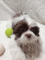 Zack, a male Shih Tzu for sale in Spokane, WA – Photo 4 of 4