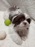 Zack, a male Shih Tzu for sale in Spokane, WA – Photo 3 of 4