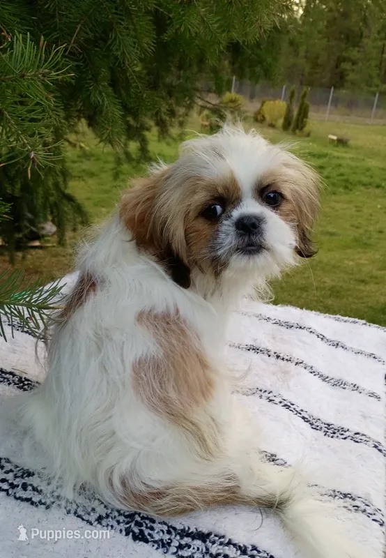 Gavin – Shih Tzu puppy for sale in Spokane, WA